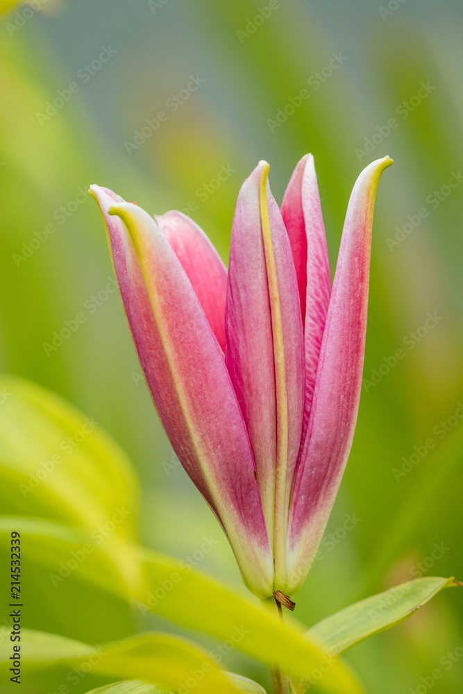 pink day-lily flower about to bloom with green background