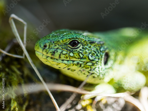 Male Lacerta Agilis Sand Lizard Reptile Animal Macro Portrait Close-up
