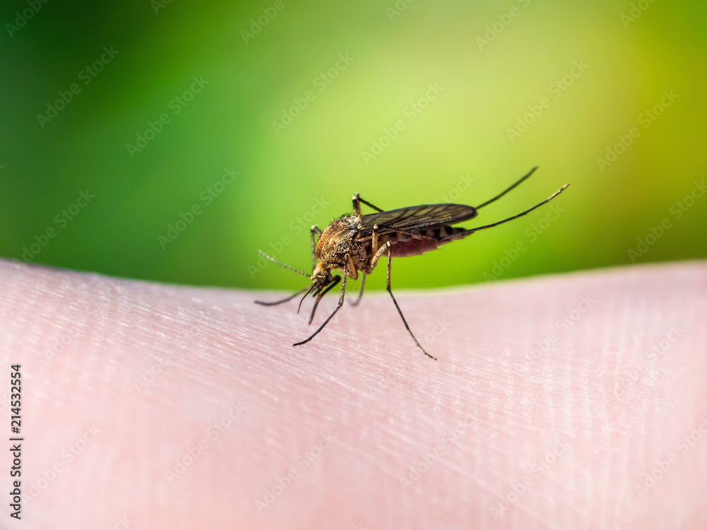Fototapeta premium Yellow Fever, Malaria or Zika Virus Infected Mosquito Insect Macro on Green Background