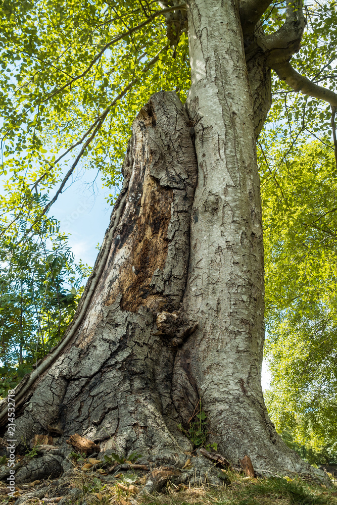 dead tree trunk against another growing tree in the forest dead tree trunk against another growing tree in the forest