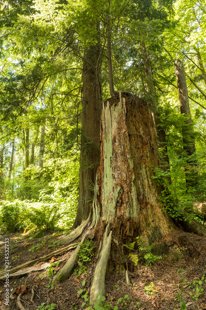 big tree trunk besides a tall tree in the forest cover in green mosses big tree trunk besides a tall tree in the forest cover in green mosses