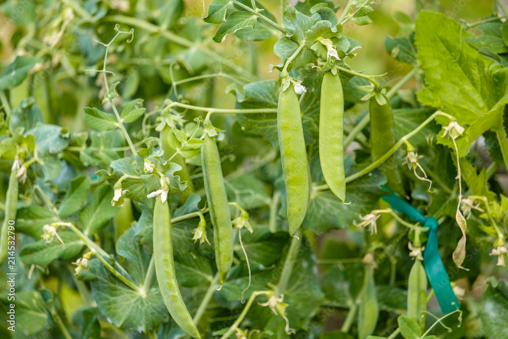 Naklejka premium snow peas hanging on the branch in the garden.