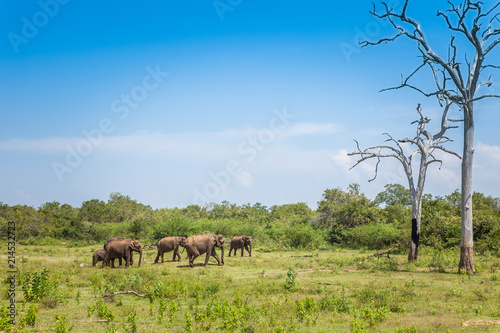 A herd of wild elephants eating grass against a dried tree. 