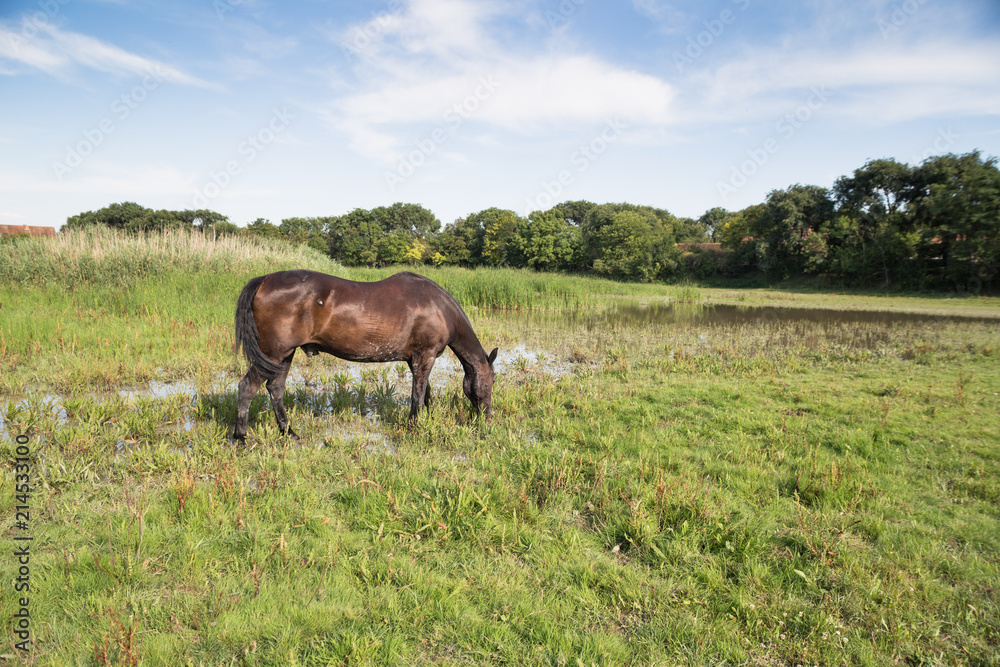 Horse enjoing in the lake, drinking water and eating grass, at snimal shelter. Horse enjoing in the lake, drinking water and eating grass, at snimal shelter.