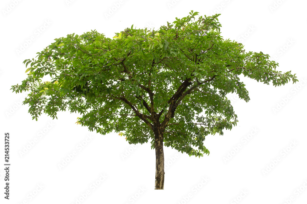 Tree on white background,clipping paths. Tree on white background,clipping paths.