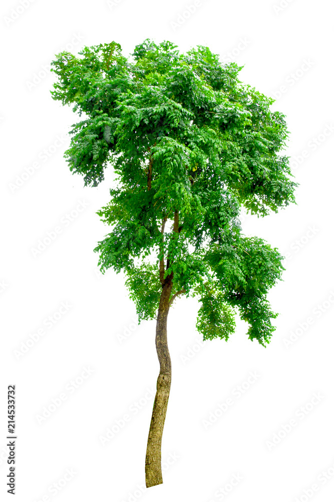 Fototapeta premium Tree on white background,clipping paths.