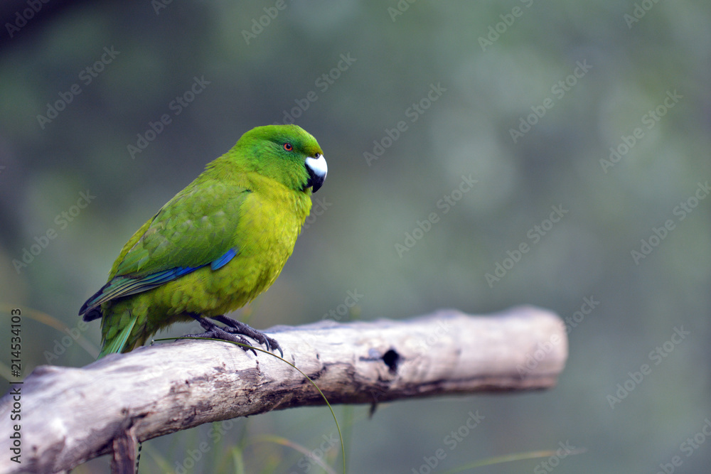 Antipodes parakeet bird sitting on a tree branch