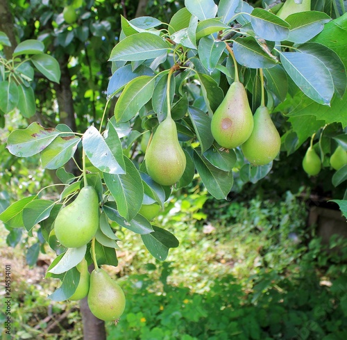 Summer pears on a tree in the garden