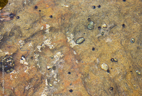 Cluster of tide pool critters. Chiton and shells embedded in the rock. Southern California photo