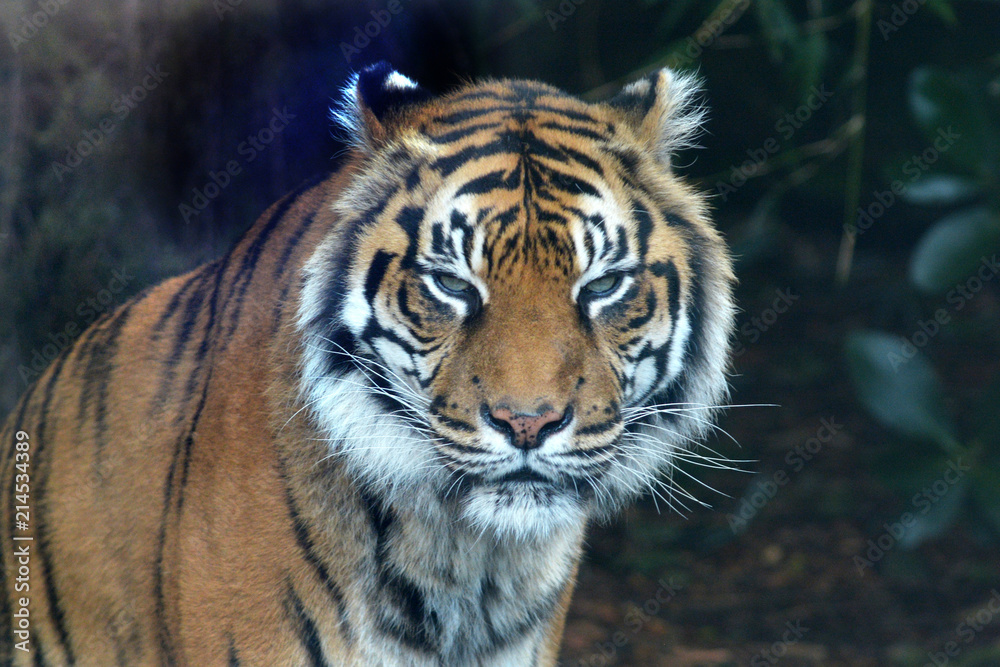 Sumatran tiger face looking a the camera