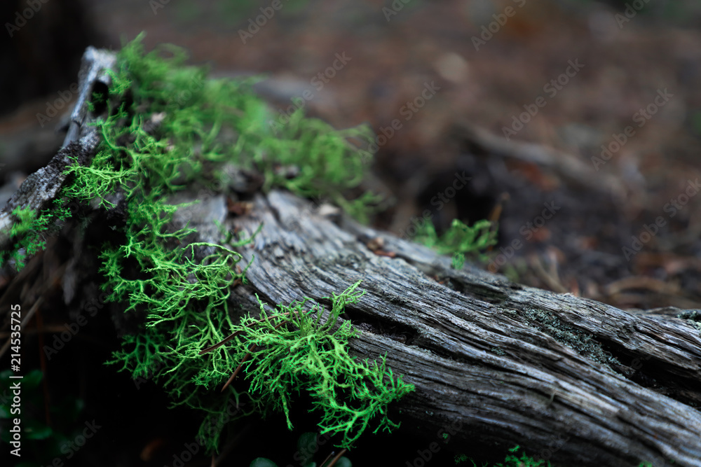 mossy log mossy log