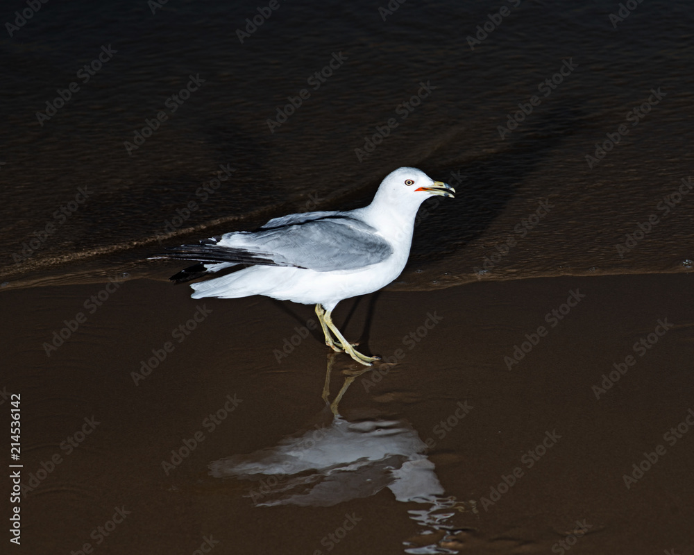 Gulls or seagulls, seabirds of the Laridae family in the suborder Lari, on the beach of lake Michigan at sunrise. Gulls or seagulls, seabirds of the Laridae family in the suborder Lari, on the beach of lake Michigan at sunrise.