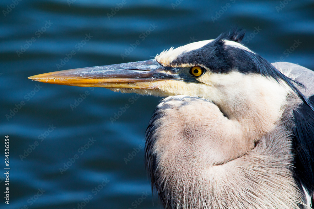 Close up of adult breeding Great Blue Heron with shaggy plumes on the back and neck Close up of adult breeding Great Blue Heron with shaggy plumes on the back and neck
