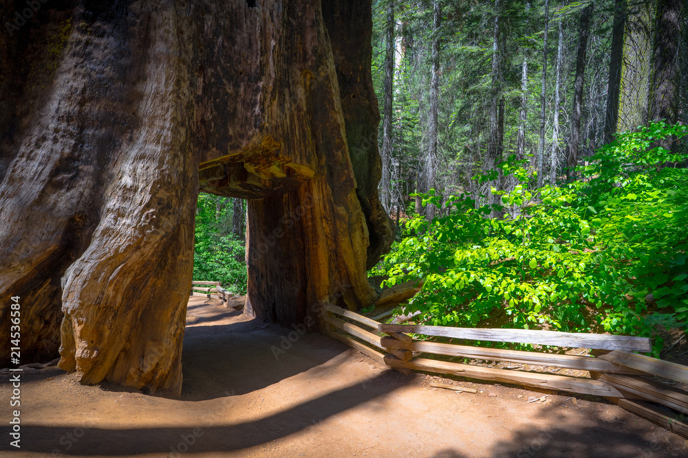 Giant Sequoia Giant Sequoia
