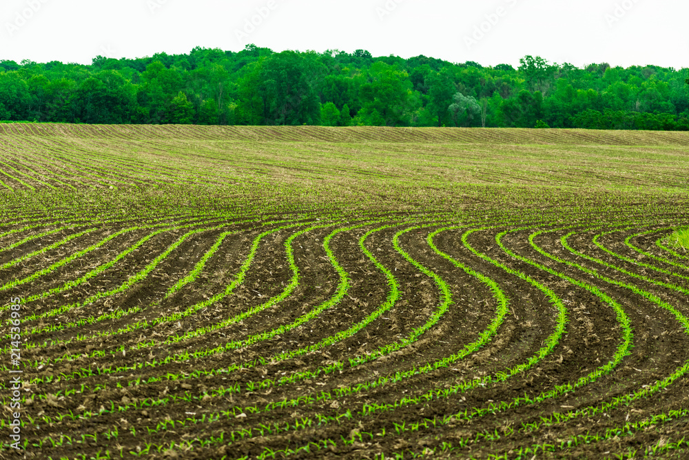 Rows of Corn