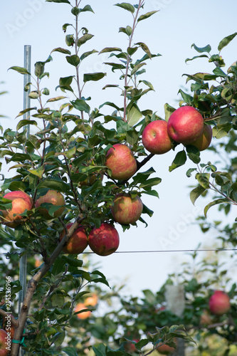 Apples on branches photo