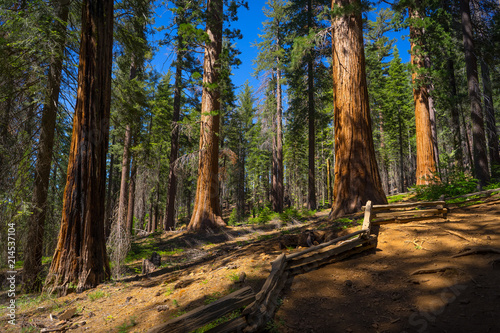 Beautiful Giant Sequoia Trees in Afternoon Light - Tuolumne Grove, Yosemite