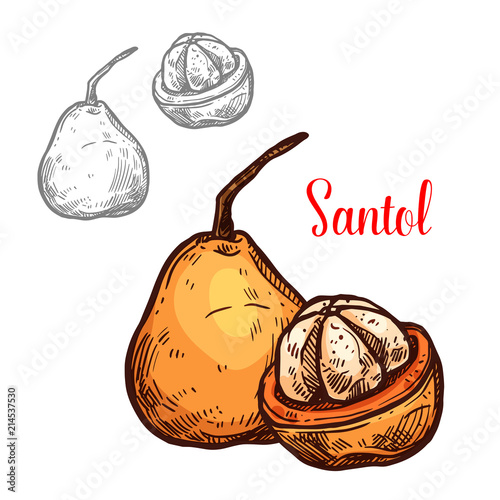 Santol vector sketch yellow tropical fruit