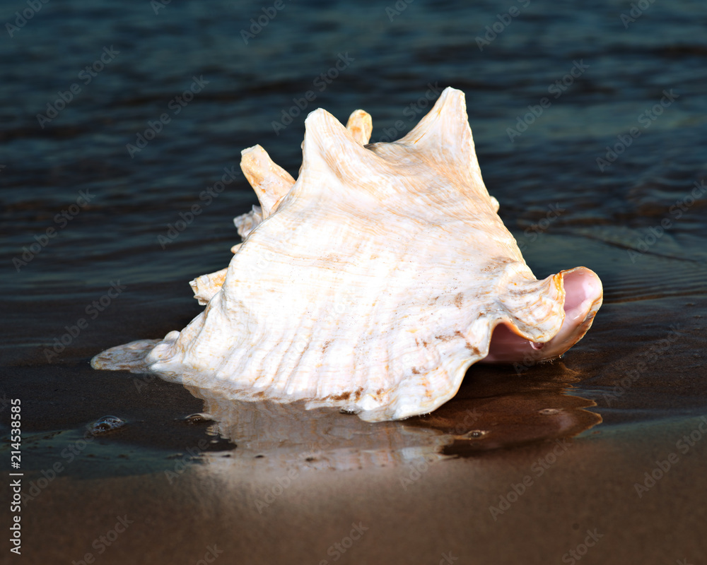 Large pink queen conch seashell on wet sand near the water on the beach at sunrise. Large pink queen conch seashell on wet sand near the water on the beach at sunrise.