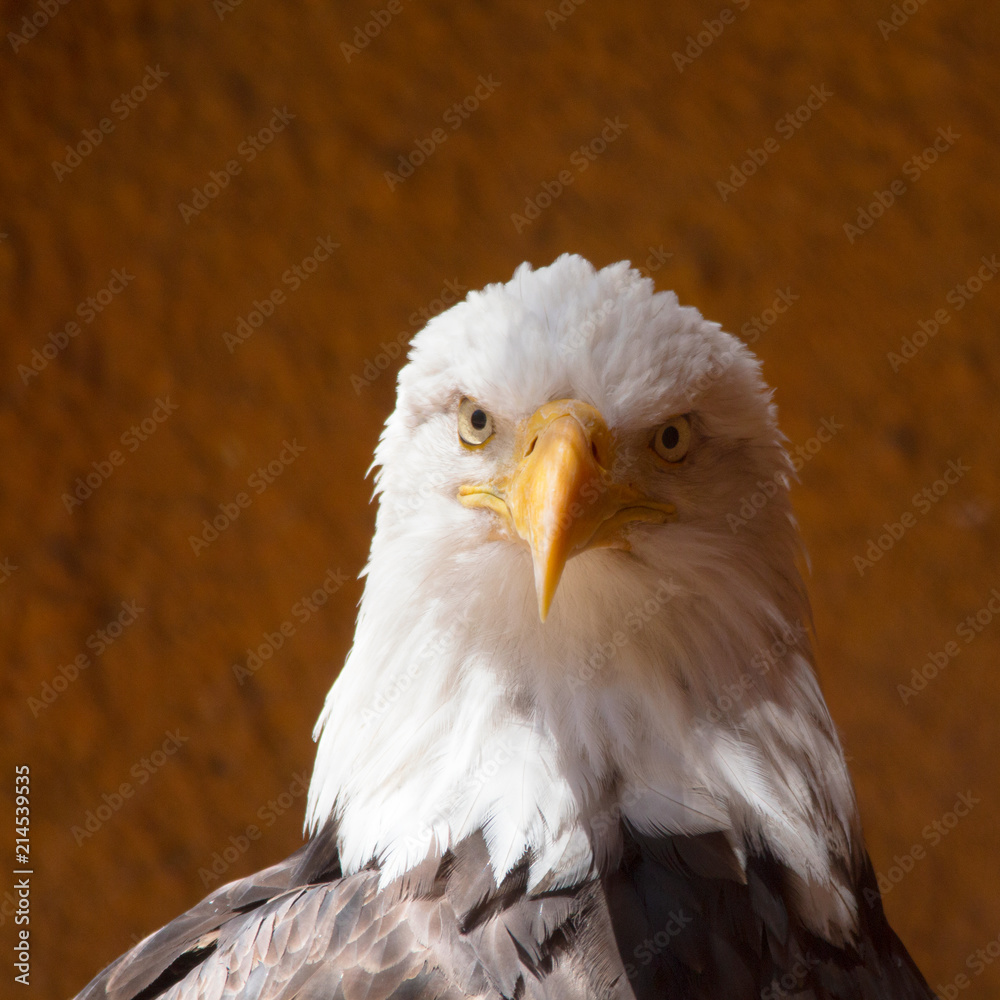 Obraz premium American Bald Eagle