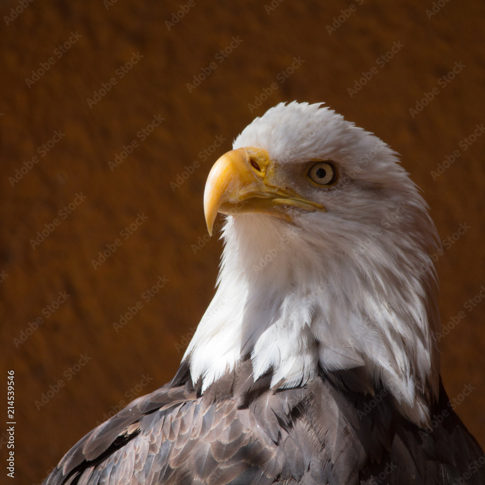 Obraz premium American Bald Eagle