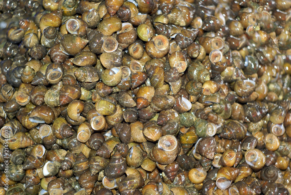 shell texture background shell texture background