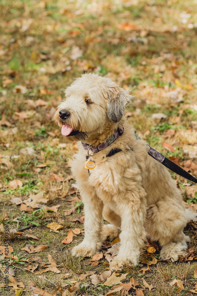 wheaten terrier