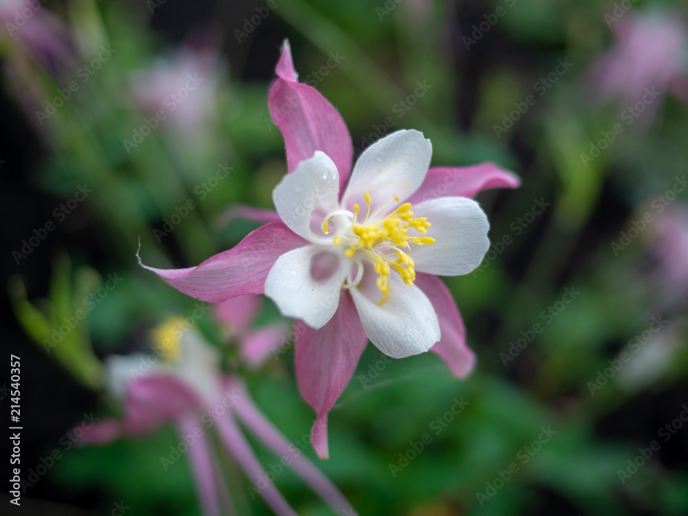 Close up of colorful white purple and yellow columbine flower close up in garden. Close up of colorful white purple and yellow columbine flower close up in garden.