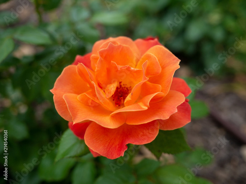 Rose flower. Garden.