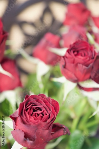 Red rose buds blooming