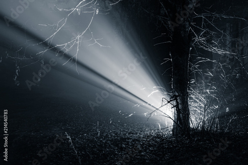 Light Ray In The Forest