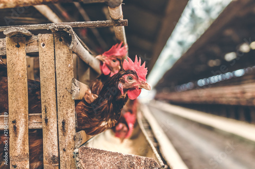 Chickens in the cage on chicken farm. Chicken eggs farm. photo