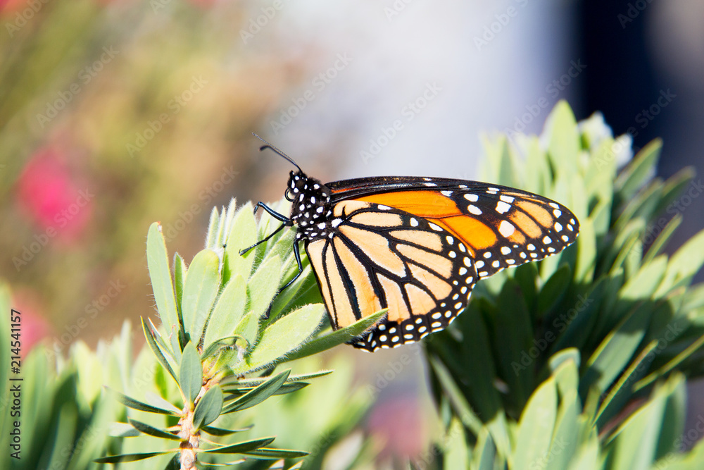 Fototapeta premium Close up of monarch butterfly on a bush with pink flowers. Danaus plexippus. Orange wings with black veins running through them. Thick black border with white spots.