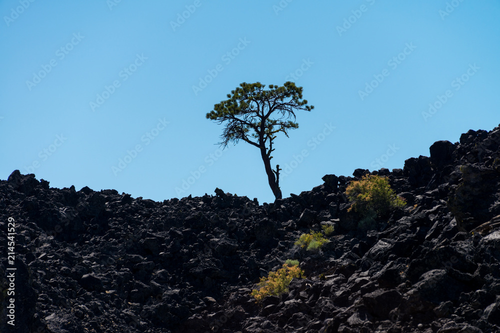 Tree growing out of volcanic rock Tree growing out of volcanic rock