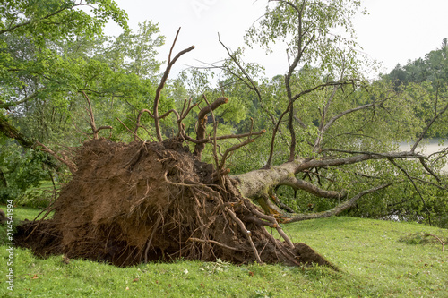 large tree uprooted at river in big storm photo
