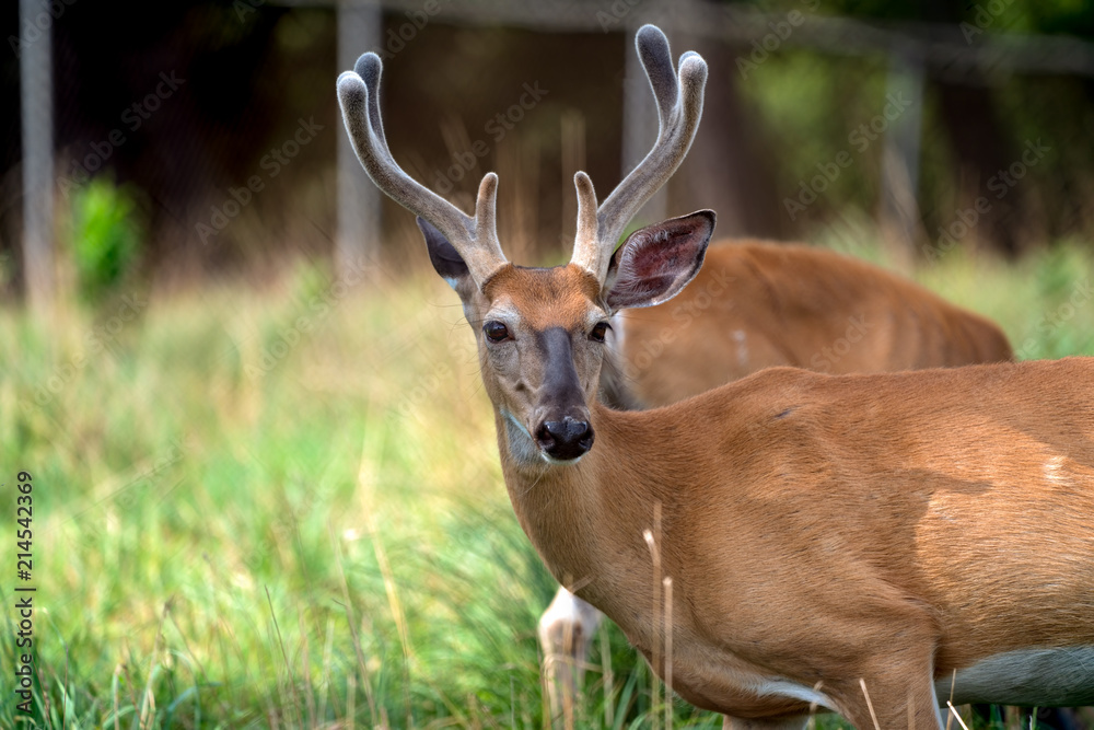 A portrait of a beatufil buck with full antlers . A portrait of a beatufil buck with full antlers .
