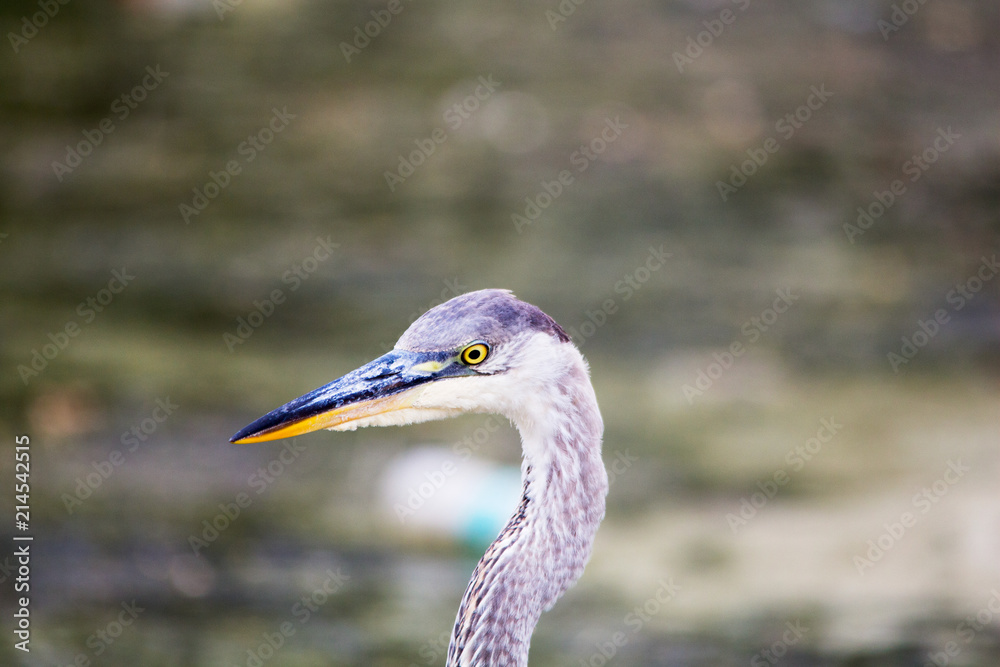 Closeup Great Blue Heron bird with a blurred background. Closeup Great Blue Heron bird with a blurred background.