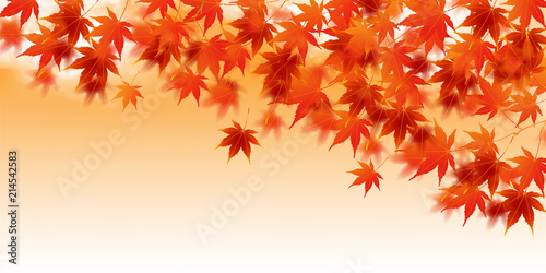 紅葉　葉　秋　背景 