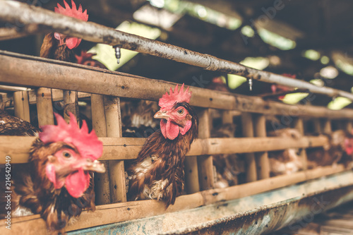 Chickens in the cage on chicken farm. Chicken eggs farm. photo