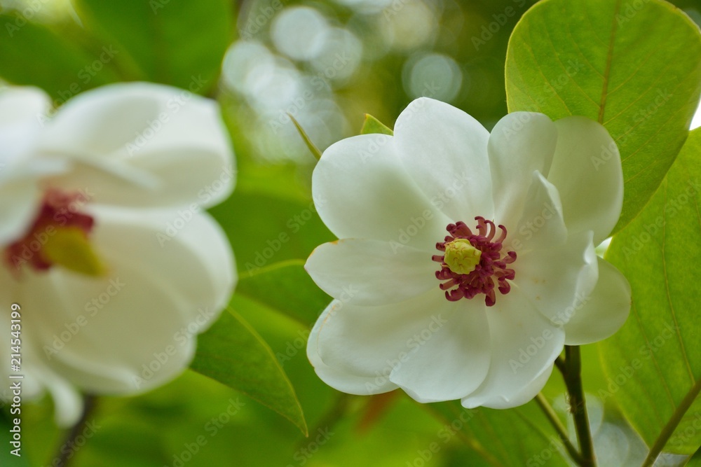 オオヤマレンゲ(大山蓮華、Magnolia sieboldii K.Koch subsp. japonica)の花咲く オオヤマレンゲ(大山蓮華、Magnolia sieboldii K.Koch subsp. japonica)の花咲く