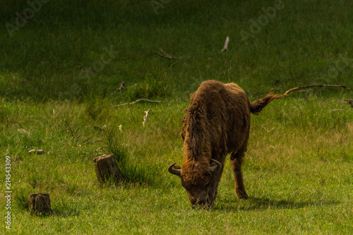 Bison photo