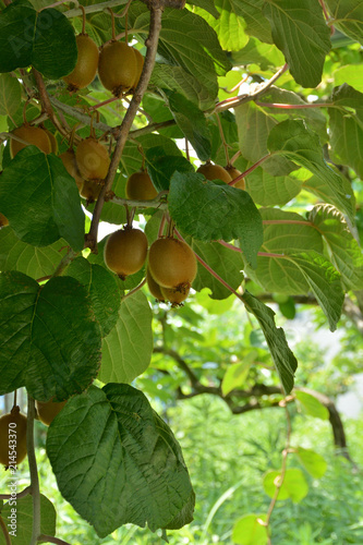 Kiwi fruits on a tree

