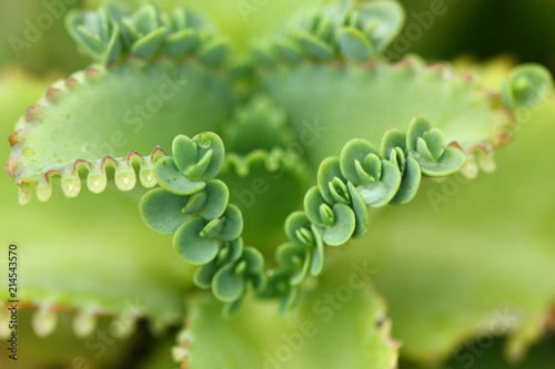 selective of Bryophyllum pinnatum,the green small plant.