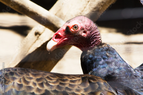 Fotografie Turkey vulture Cathartes aura aka turkey buzzard, john crow or carrion crow