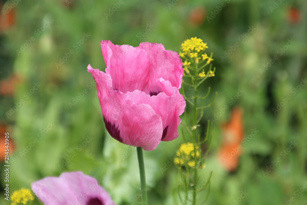 Purple Poppy, U of A Botanic Gardens, Devon Alberta Purple Poppy, U of A Botanic Gardens, Devon Alberta