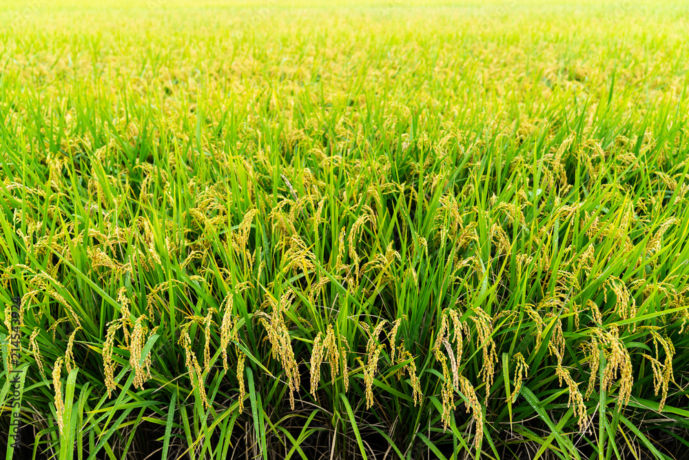 Taichung city, Taiwan,7th of July., 2018 : Rice growing in the field with water drop on leaf for the rain was just stopped. Taichung city, Taiwan,7th of July., 2018 : Rice growing in the field with water drop on leaf for the rain was just stopped.
