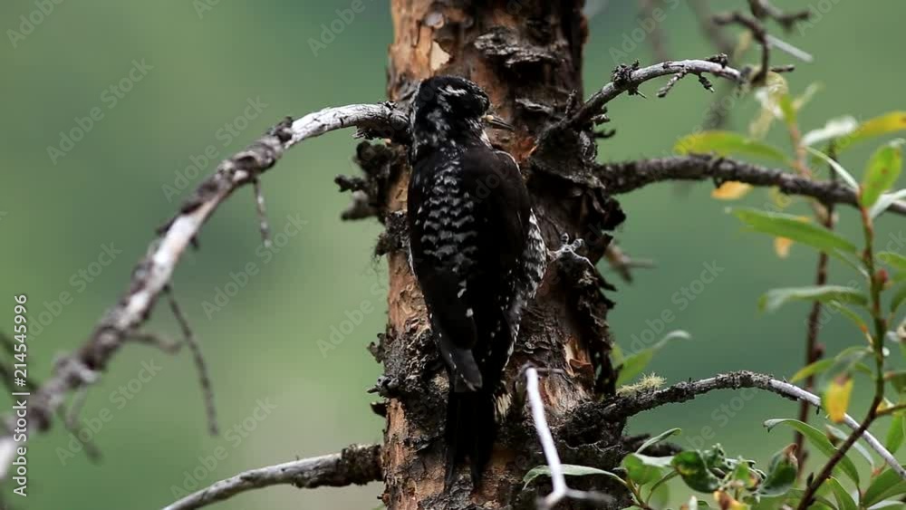black woodpecker black woodpecker
