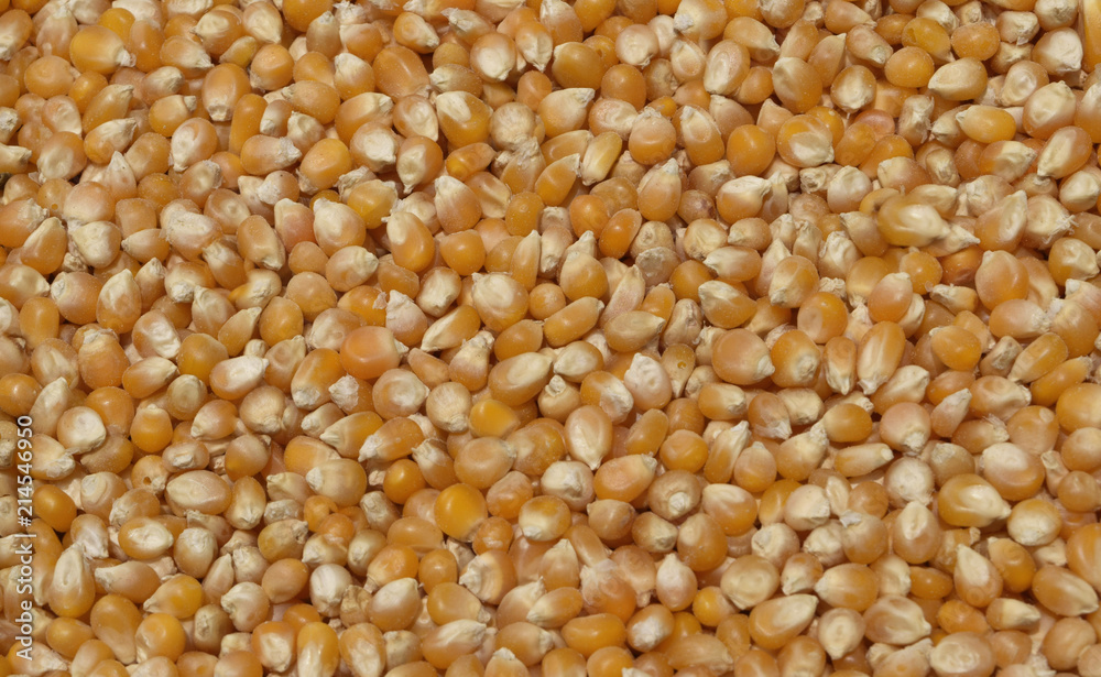 lot of corn seeds also known as unpopped popcorn lot of corn seeds also known as unpopped popcorn