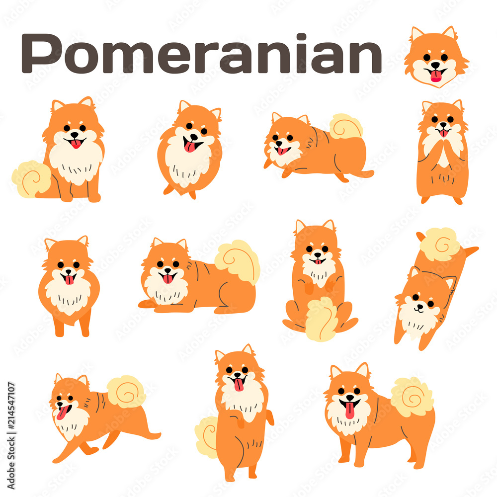 Obraz premium pomeranian,dog in action