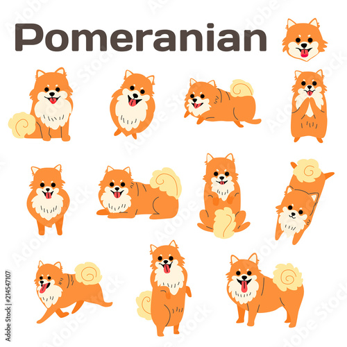 pomeranian,dog in action photo